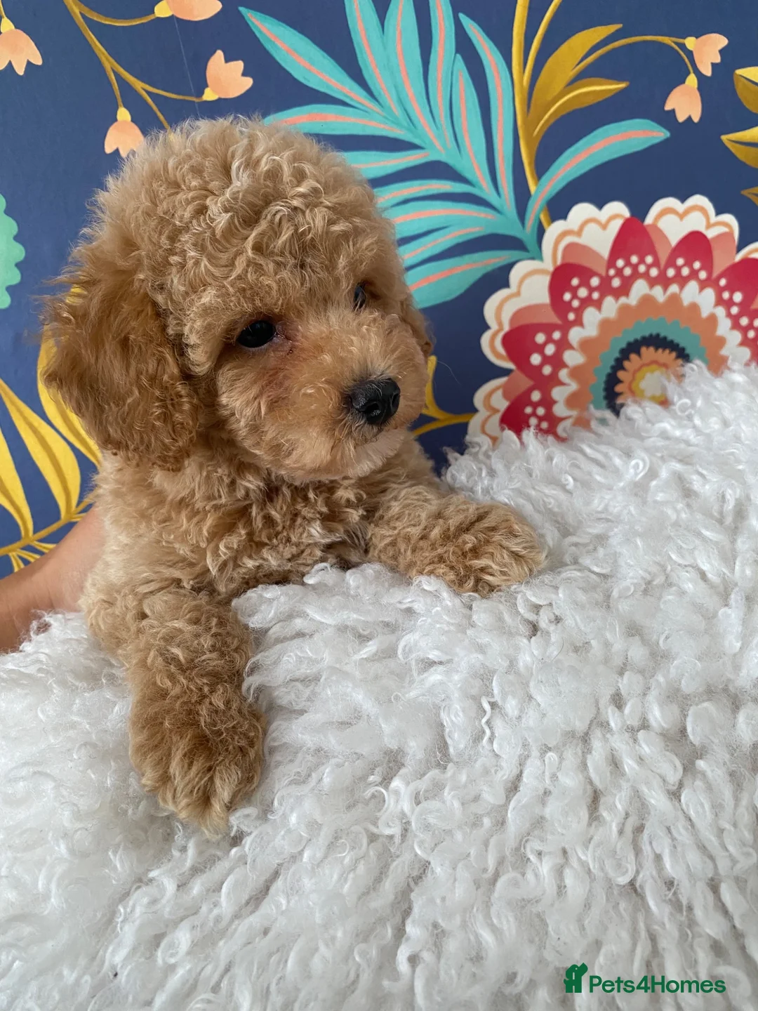 Maltipoo dogs for sale: RARE Champagne Maltipoo Girl 🩷One Left🩷 - Advert 2