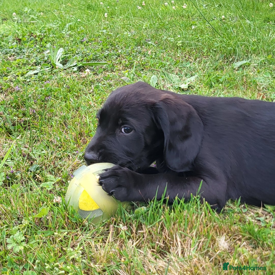 Springador dogs for sale: Gorgeous Springador Puppies - Image 5