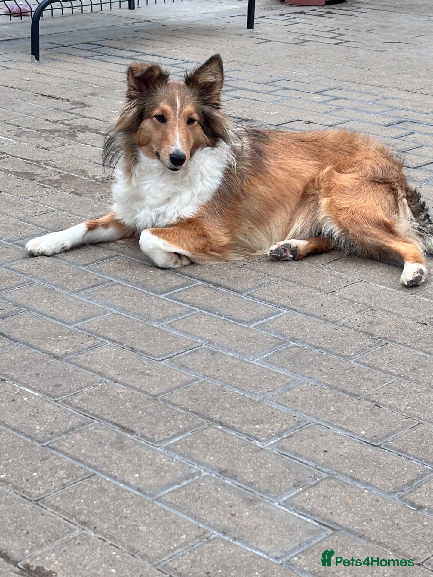 Shetland Sheepdog dogs Sable Shetland sheepdog girl  - Advert 2