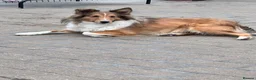 Shetland Sheepdog dogs for sale: Sable Shetland sheepdog girl  - Advert 1