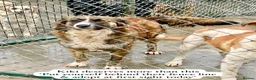 Mixed Breed dogs for adoption: Kiki, 6 yrs approx. Reserved STC. - Advert 8