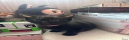 Domestic Shorthair cats for sale: Adorable black kittens  in Blackburn - Advert 13