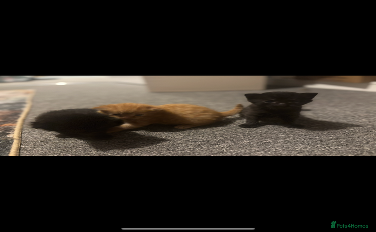 Mixed Breed cats - Advert 1
