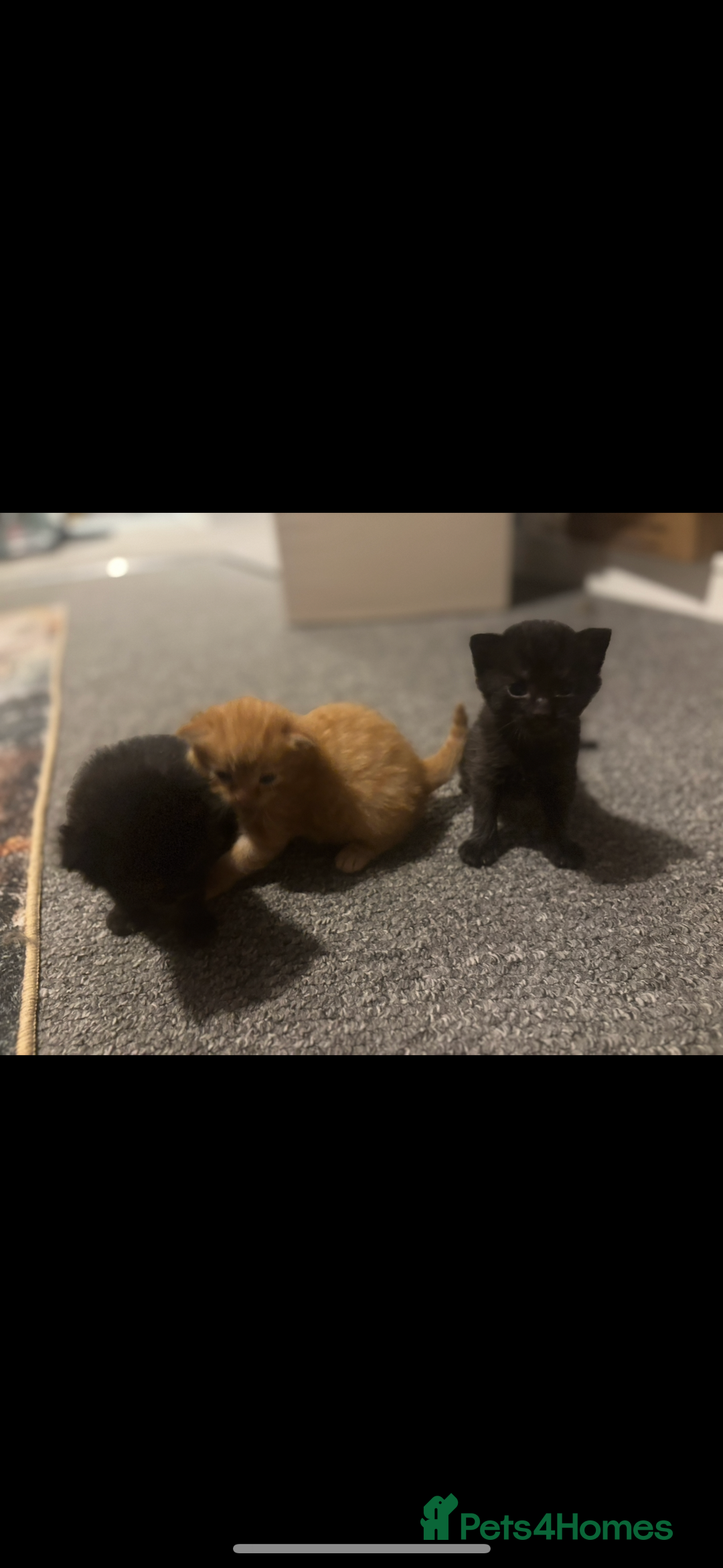 Mixed Breed cats for sale: Kittens ready for loving home  - Image 1