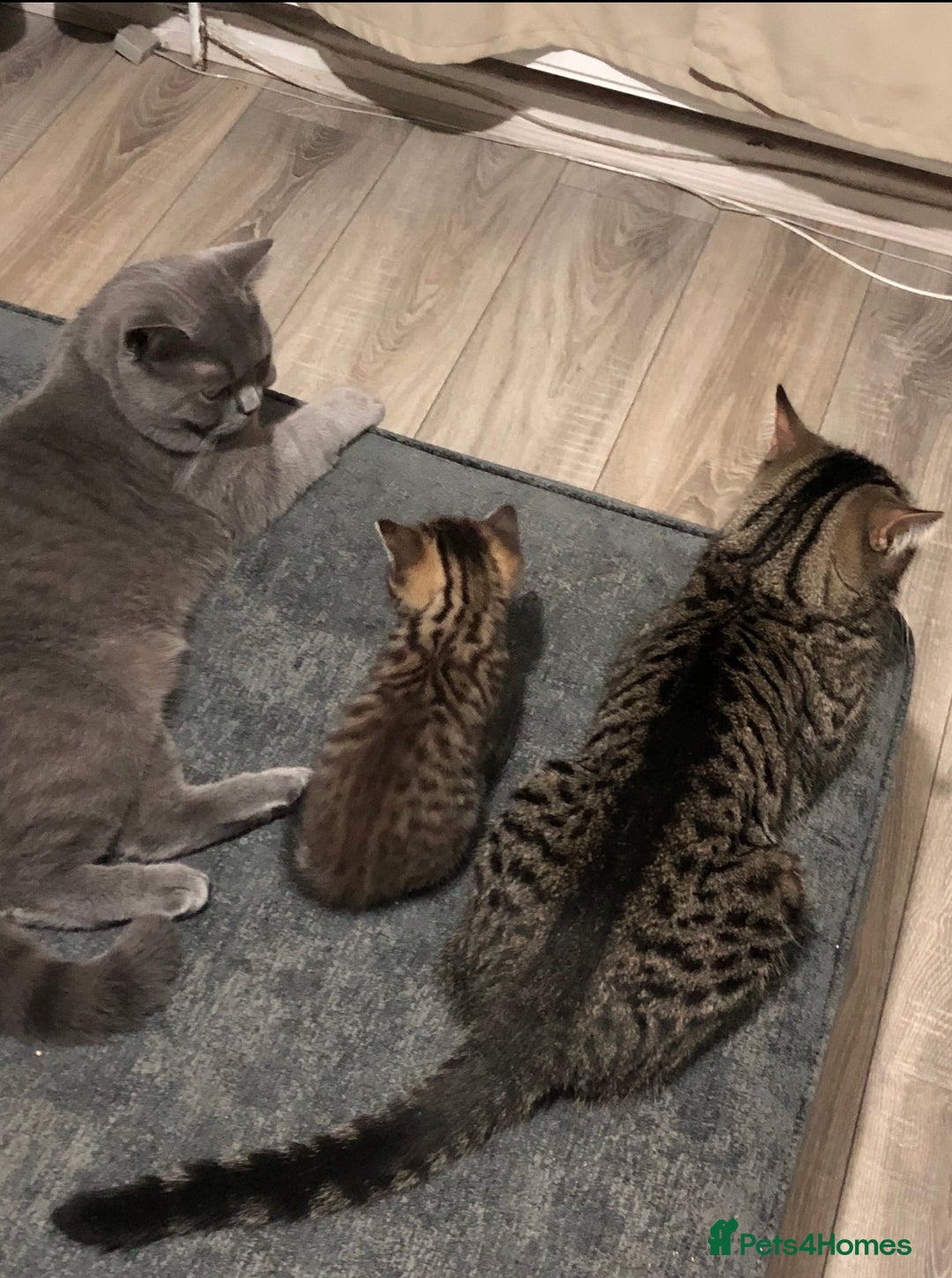 Mixed Breed cats for sale: Male British Shorthair cross with Tabby - Advert 1