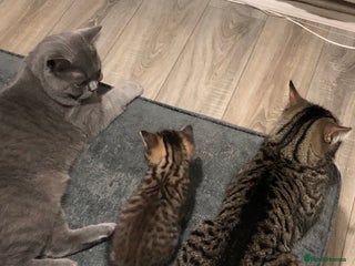 Mixed Breed cats Male British Shorthair cross with Tabby - Advert 1