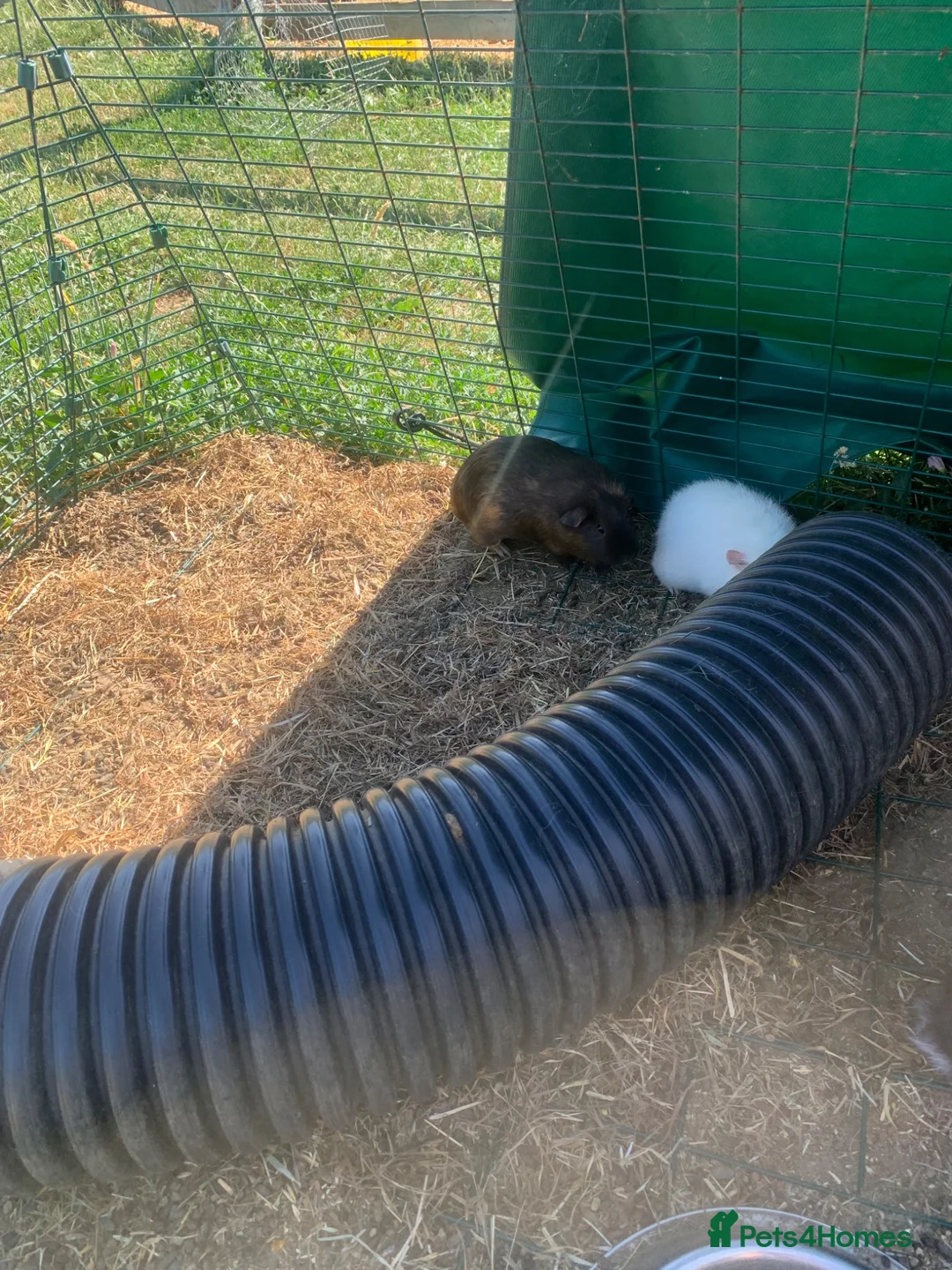 Guinea Pig rodents for sale: Loads of guinea pigs for sale - Advert 2