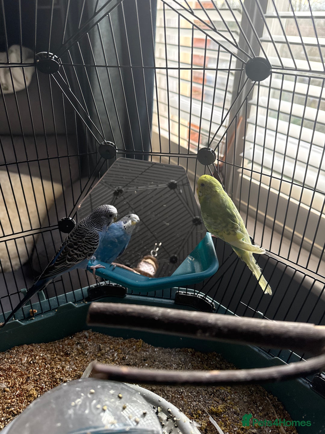 Budgerigars birds for sale: 2 Budgies with cage and all equipment (free) - Advert 3