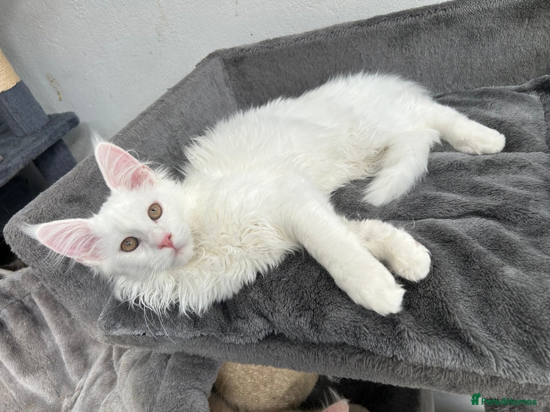 Maine Coon cats for sale: Pedigree TICA Reg Mine coon kittens  - Image 8