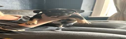 Frug dogs for sale: 6 beautiful Frugs  - Advert 9