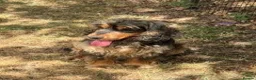 Cocker Spaniel dogs for sale: 3 year old female show cocker - Advert 3