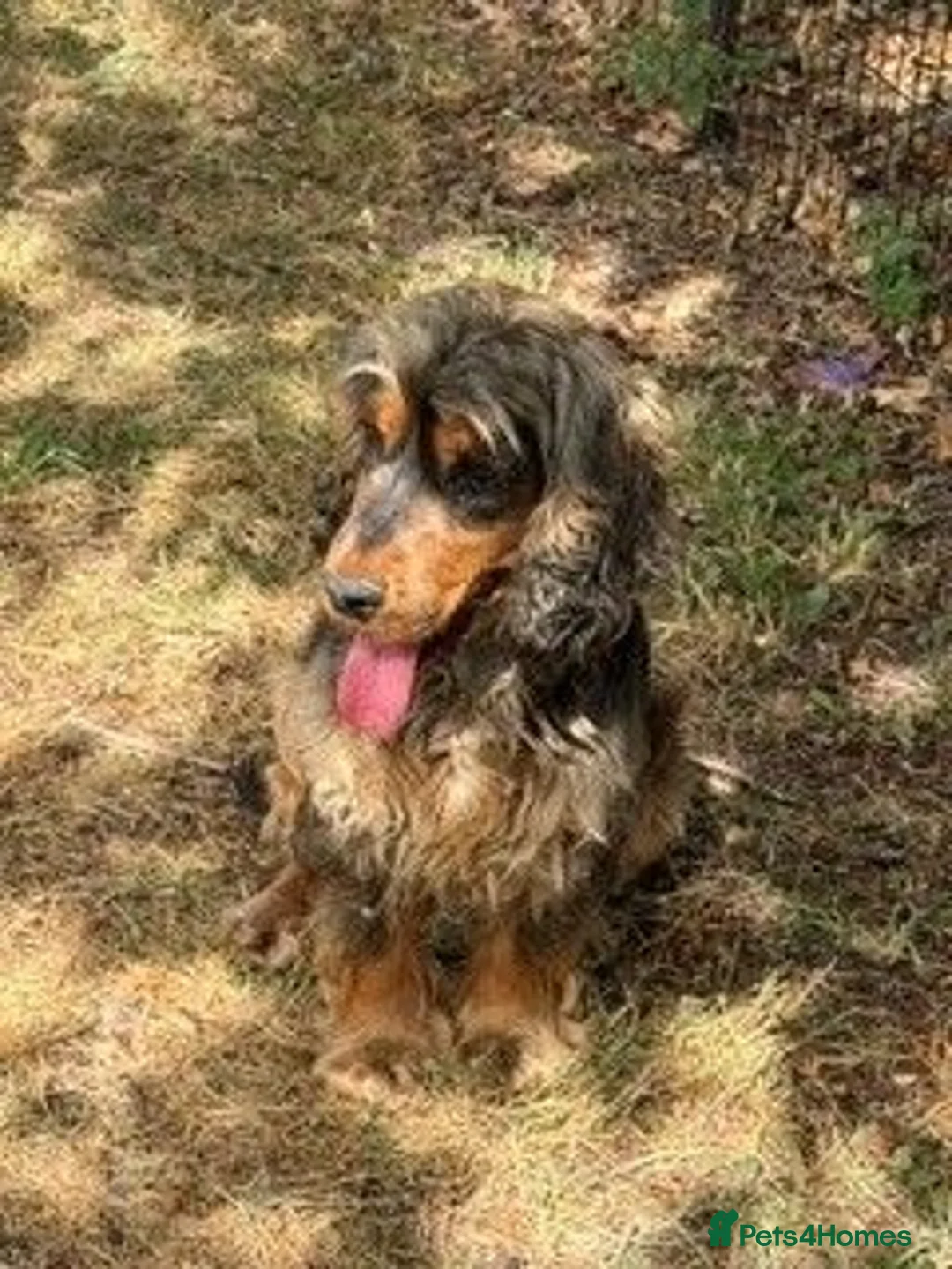 Cocker Spaniel dogs for sale: 3 year old female show cocker - Advert 3