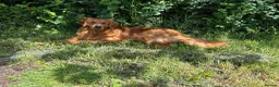 Golden Retriever dogs for sale: Golden Retriever Puppies  - Advert 9