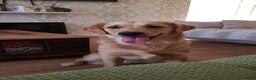 Golden Retriever dogs for stud: A proven gorgeous Golden Retriever for stud in Haywards Heath - Advert 4