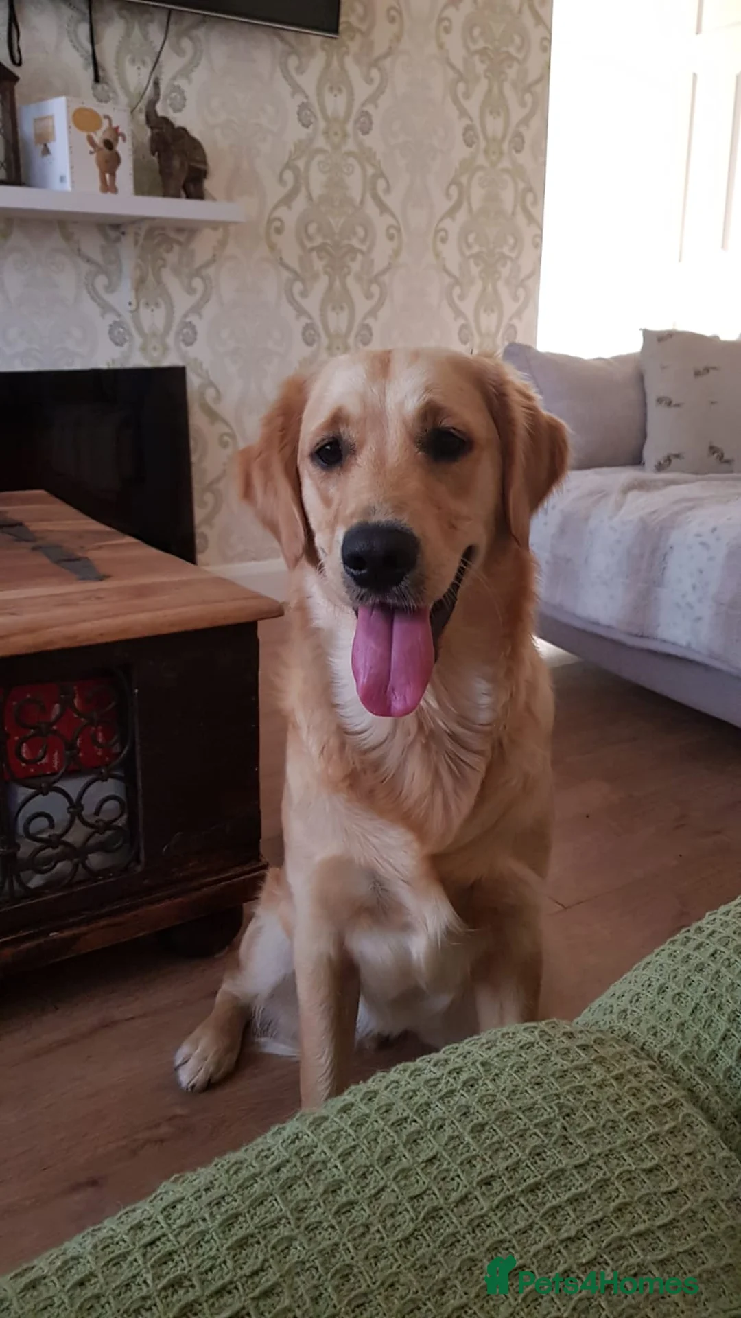 Golden Retriever dogs for stud: A proven gorgeous Golden Retriever for stud in Haywards Heath - Advert 4