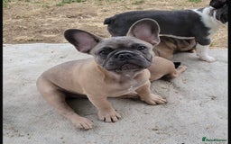 French Bulldog dogs for sale: French bulldog puppies for sale  - Image 1