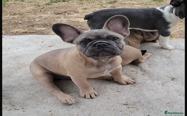 French Bulldog dogs - Advert 12