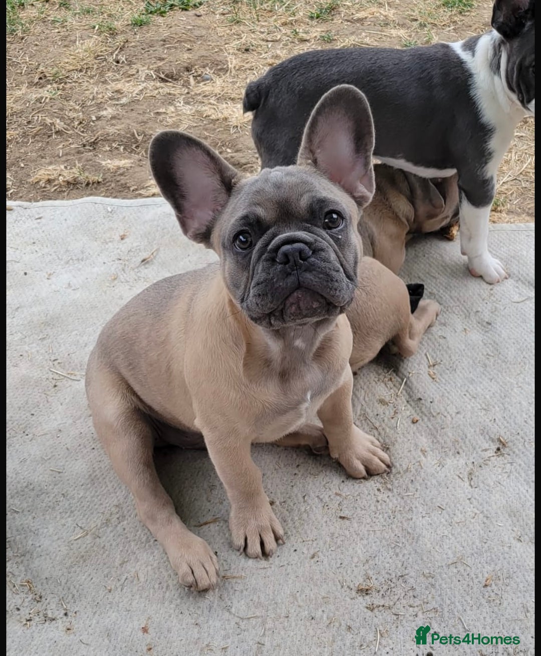 French Bulldog dogs for sale: French bulldog puppies for sale  - Image 1
