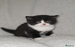 British Shorthair cats for sale: Beautiful British shorthair kittens - Image 4