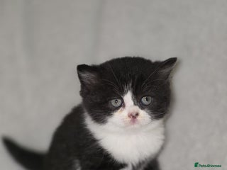 British Shorthair cats - Advert 3