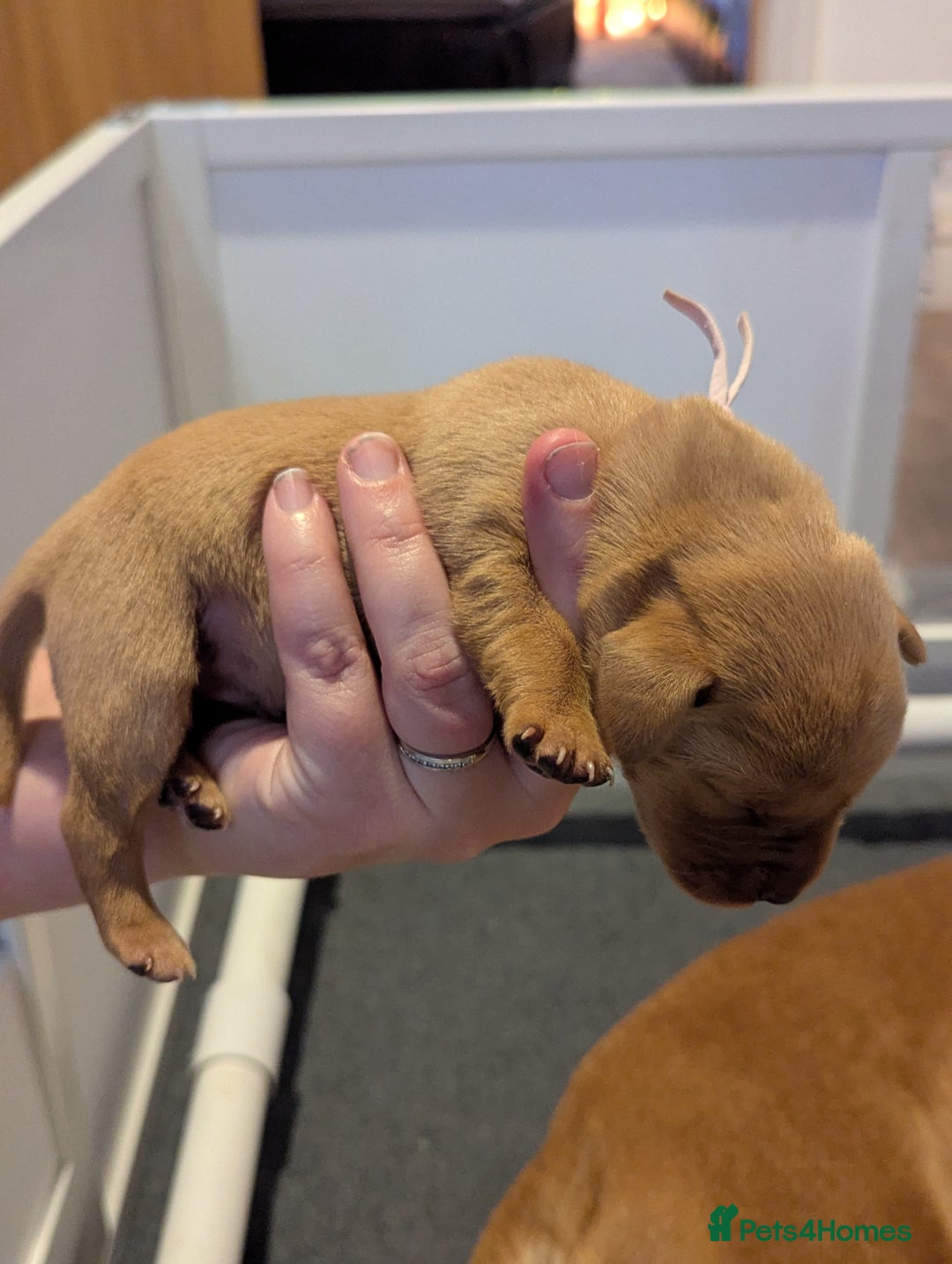 Labrador Retriever dogs for sale: Fox Red Working Labrador Retriever Puppies - Advert 13