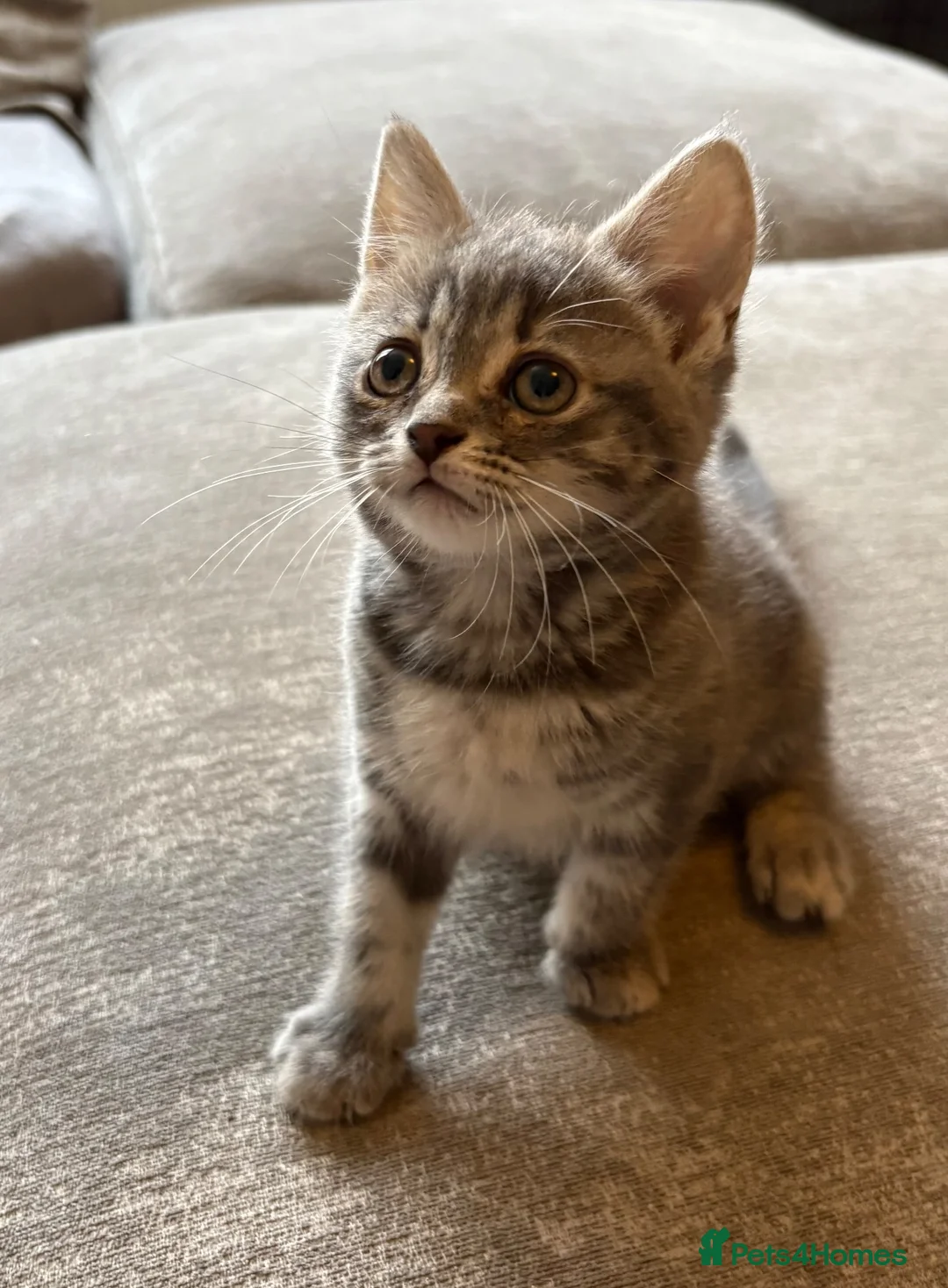 Mixed Breed cats for sale: Maine coon X kittens - Advert 10