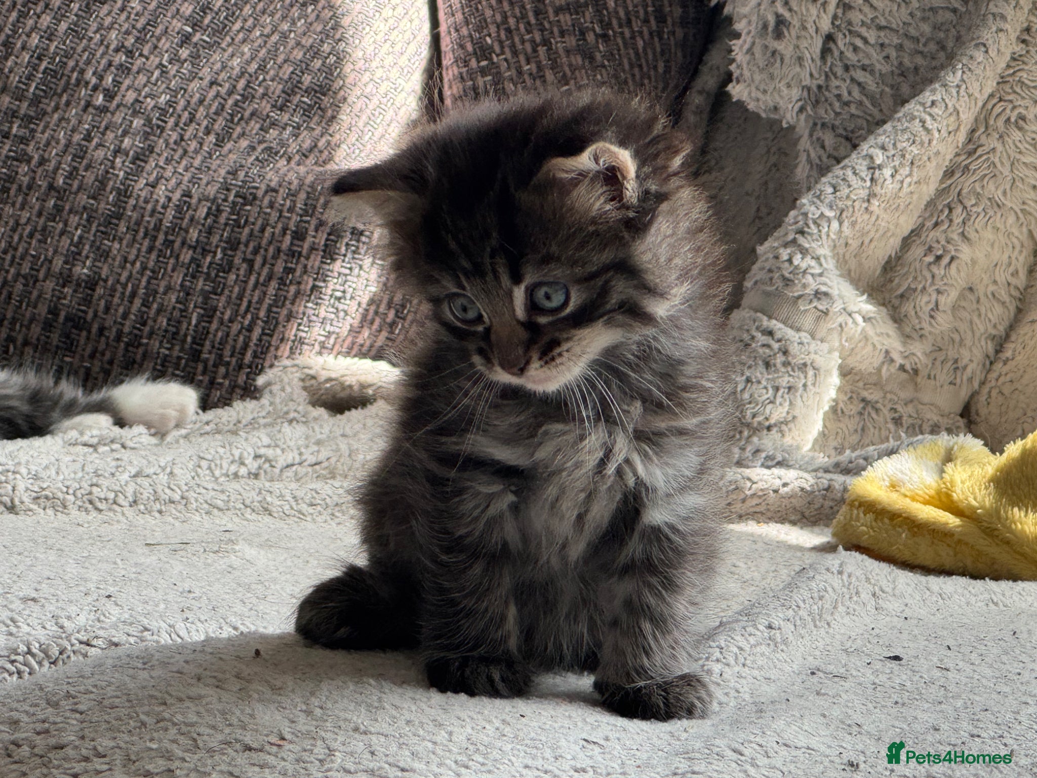 Mixed Breed cats for sale: 3 gorgeous kittens for sale - Advert 13