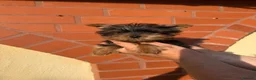 Yorkshire Terrier dogs for sale: Beautiful KC Registered Yorkshire Terrier Males - Advert 29