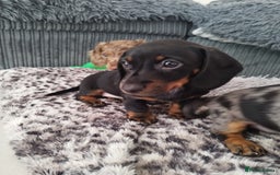 Dachshund dogs for sale: MINIATURE DACHSHUND! - Image 9