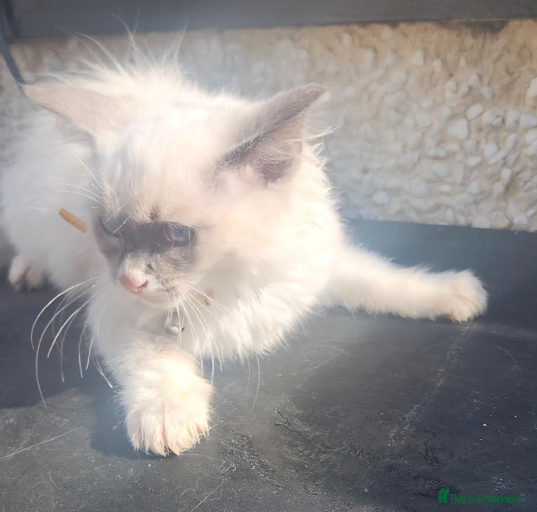 Ragdoll cats for sale: PURE BREED RAGDOLL KITTERNS - Image 11