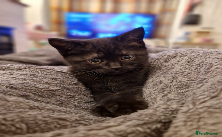 Mixed Breed cats - Advert 10
