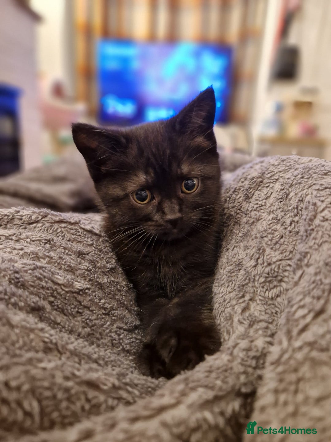 Mixed Breed cats for sale: Mixed ragdoll kittens  - Image 1