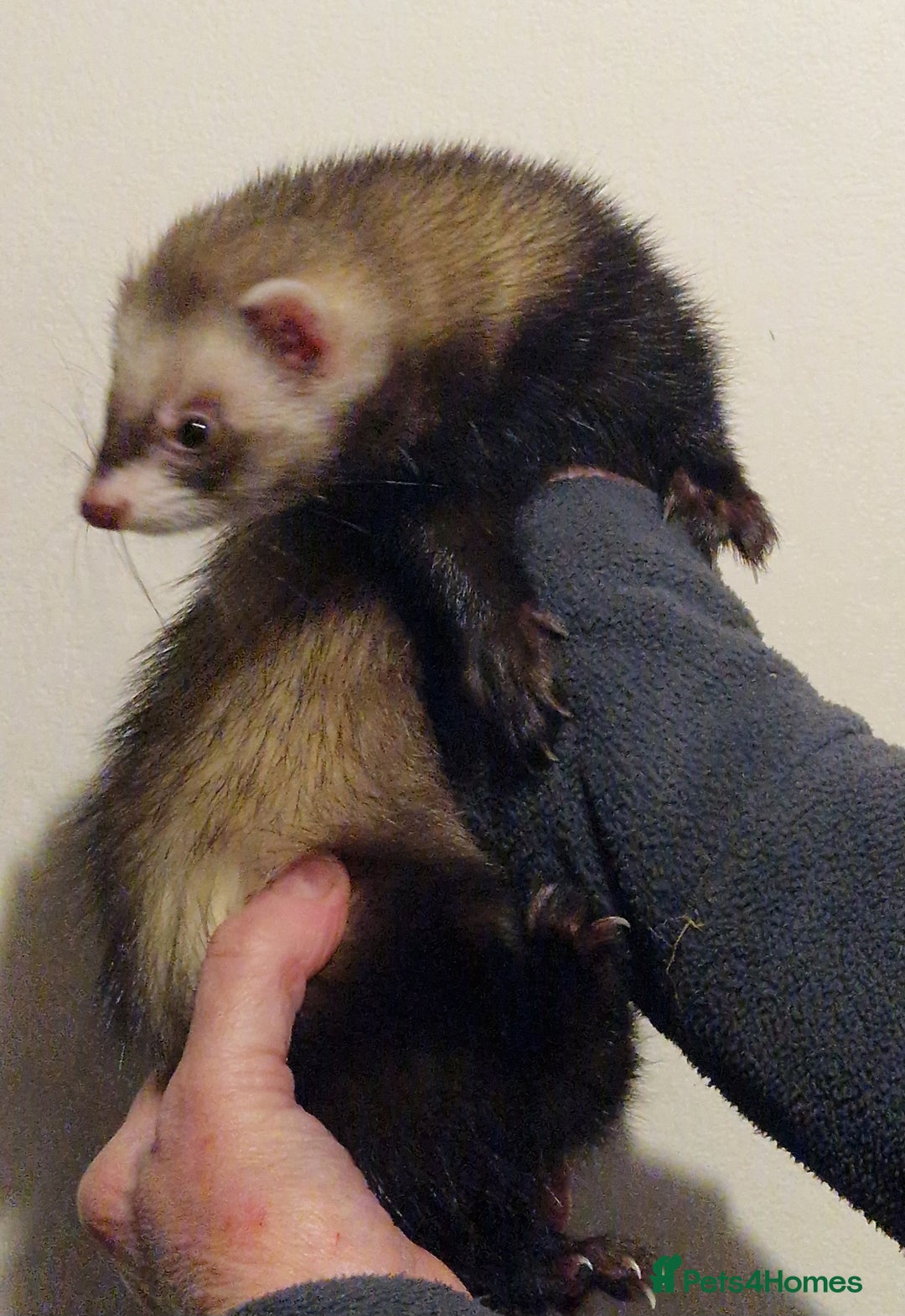 Ferret rodents for sale: Micro ferret hob - Advert 5