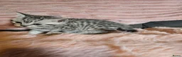 British Shorthair cats for sale: Beautiful bsh silver spotty kitten - Advert 27