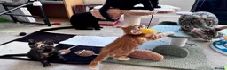 Mixed Breed cats for sale: Amiable bengal&tabby mixed kittens - Advert 10