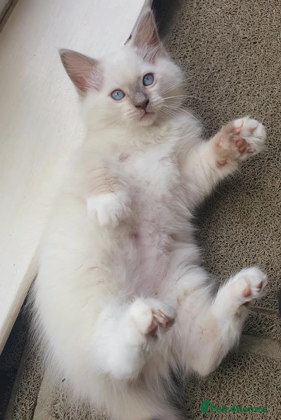 Ragdoll cats for sale: Last Lilac Mitted Kitten Male - Advert 2