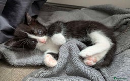 Turkish Van cats for sale: Black and white kittens last boy left  - Image 1