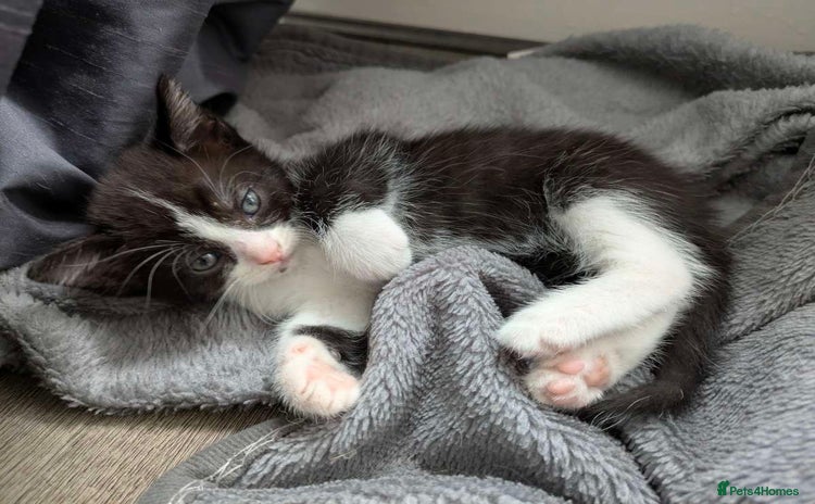 Turkish Van cats for sale - Advert 1
