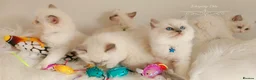 Ragdoll cats for sale: Beautiful Ragdoll kittens 😻😻😻😻 - Advert 35