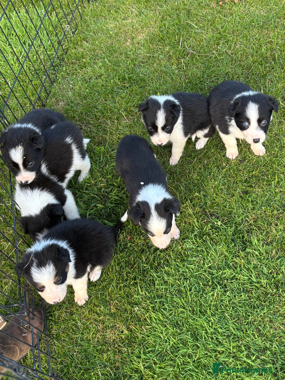 Border Collie dogs for sale: Border collie puppies ready now  - Image 6