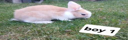Mixed Breed rabbits for sale: Mini loped crossed lion head rabbits  in Merthyr Tydfil - Advert 2