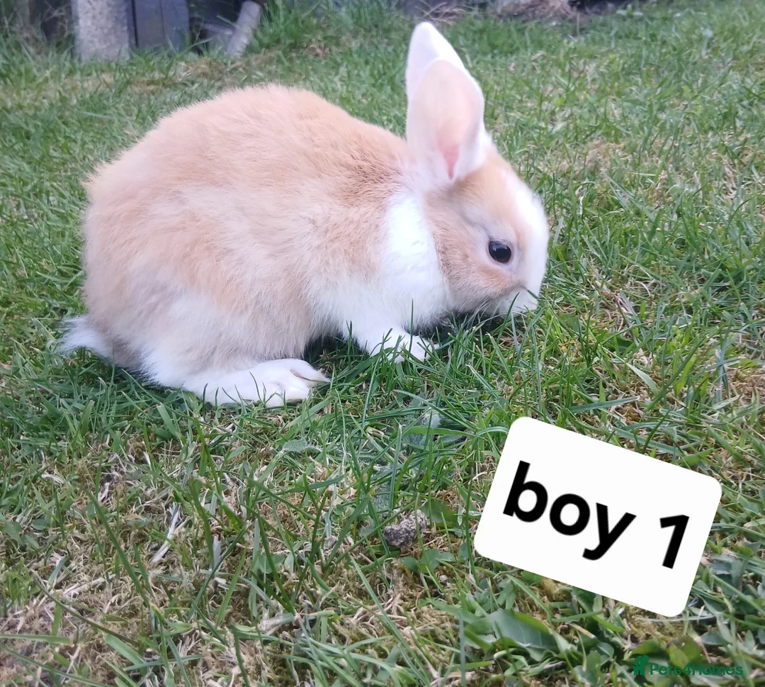 Mixed Breed rabbits for sale: Mini loped crossed lion head rabbits  in Merthyr Tydfil - Advert 2