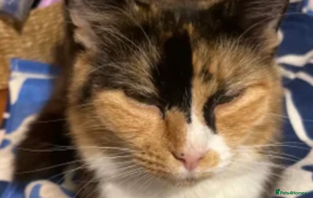Mixed Breed cats for sale: Two female kittens ready to leave now - Advert 5