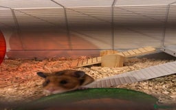Hamster rodents for sale: Beautiful Syrian hamster - Image 2