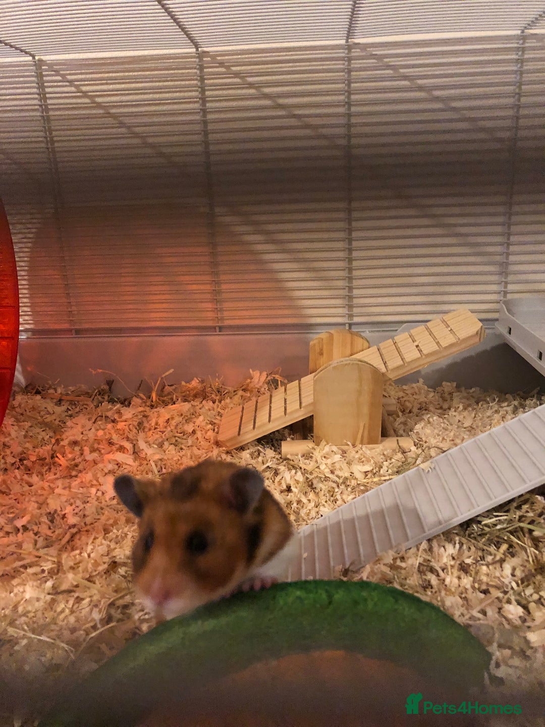 Hamster rodents for sale: Beautiful Syrian hamster - Image 2