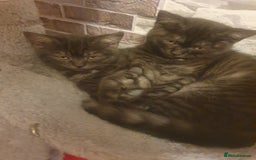 British Shorthair cats for sale: British Shorthair Kittens - Image 1
