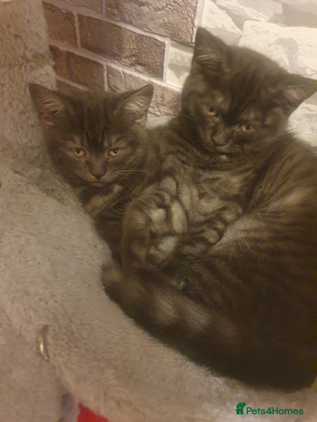 British Shorthair cats for sale: British Shorthair Kittens - Image 1