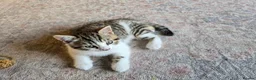 British Shorthair cats for sale: 1 Male kitten avaible - Advert 2