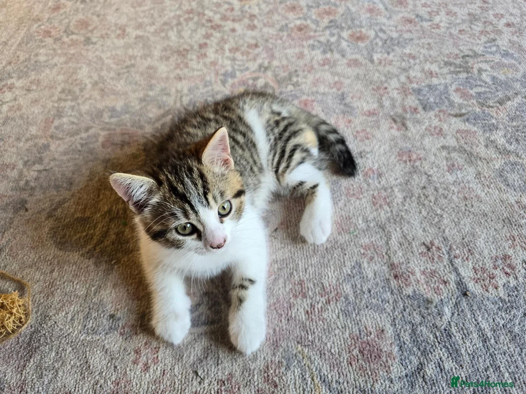 British Shorthair cats for sale: 1 Male kitten avaible - Advert 2