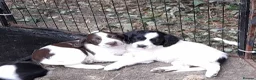 Sprollie dogs for sale: Sprollie puppies for sale - Advert 6